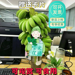 一整株小米蕉桌面绿植自然熟可食用水培香蕉办公室拒绝禁止蕉绿