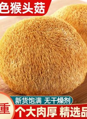 2025年新货500g古田特产农家猴头菇干货煲汤食材猴头蘑菇菌菇批发