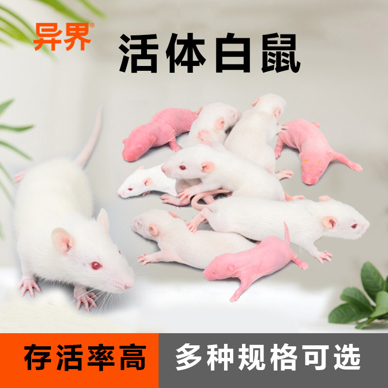 活体白鼠SPF级爬宠猫活饲料包邮