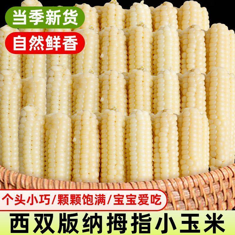 西双版纳拇指玉米儿童早餐杂粗粮