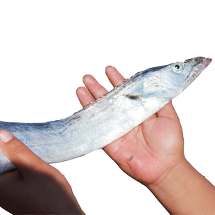 新渤海鲜大带鱼4斤小眼带鱼特级小眼刀鱼海鲜黄海山东海带鱼