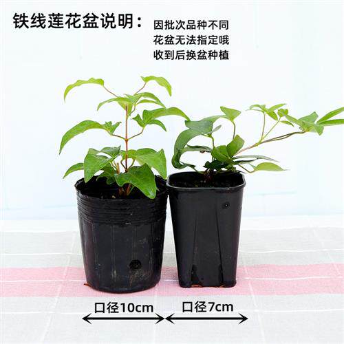 铁线莲小苗盆栽重瓣大花四季爬藤月季欧月开花卉庭院阳台藤本攀援
