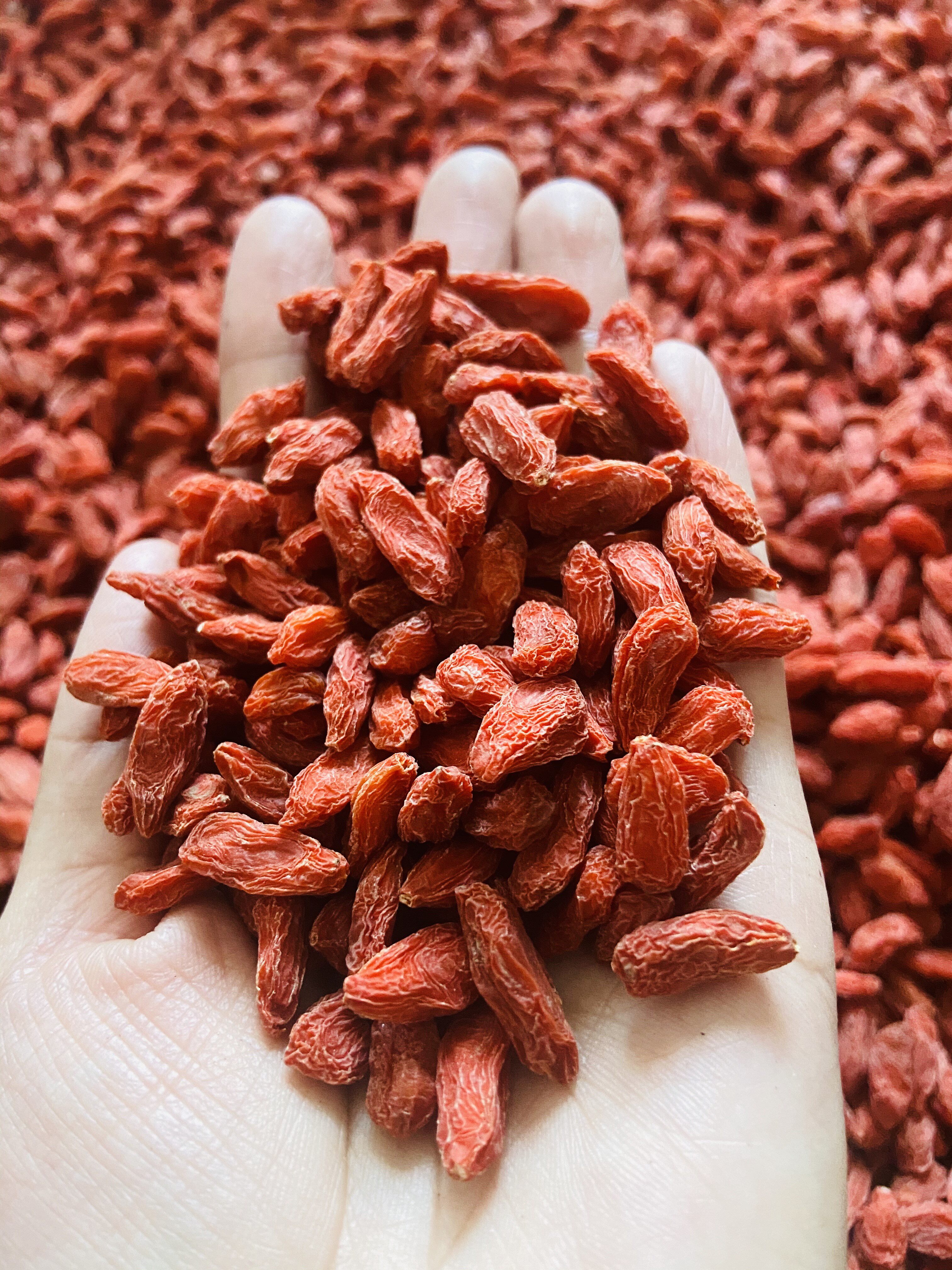 宁夏头茬枸杞免洗干吃特等优级男肾泡水天然无熏染枸杞产地直发