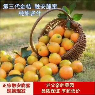 脆蜜金柑广西融安金桔现摘现发自家果园清甜新鲜金柑精品礼盒装