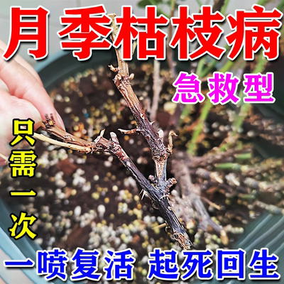 月季枯枝病专用药一喷复活