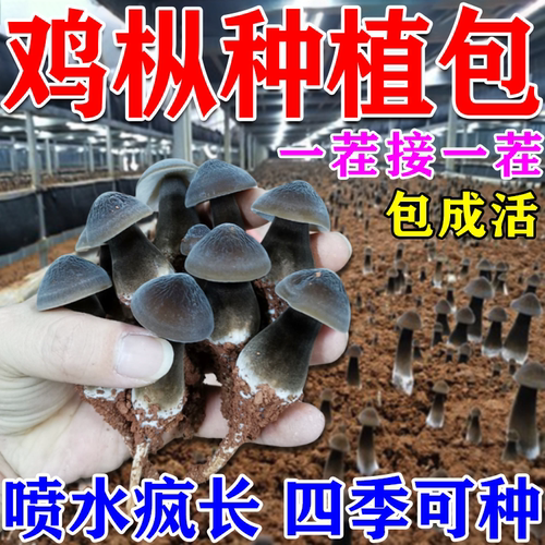 菌枞种植包蘑菇菌包家庭种植懒人阳台盆栽培食用菌鸡蘑菇种植菌包