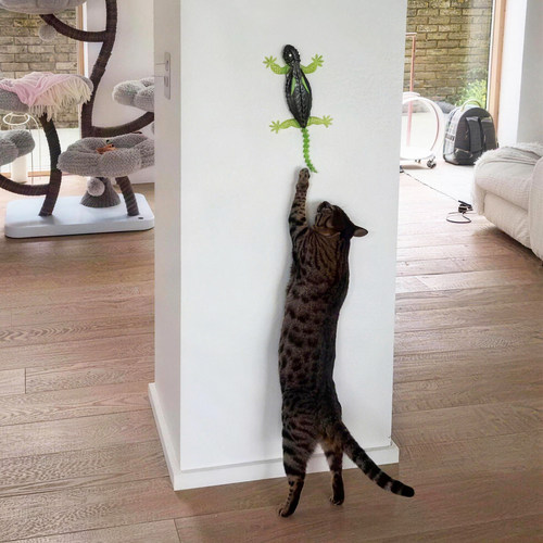 壁虎爬上墙！猫咪疯玩停不下来！