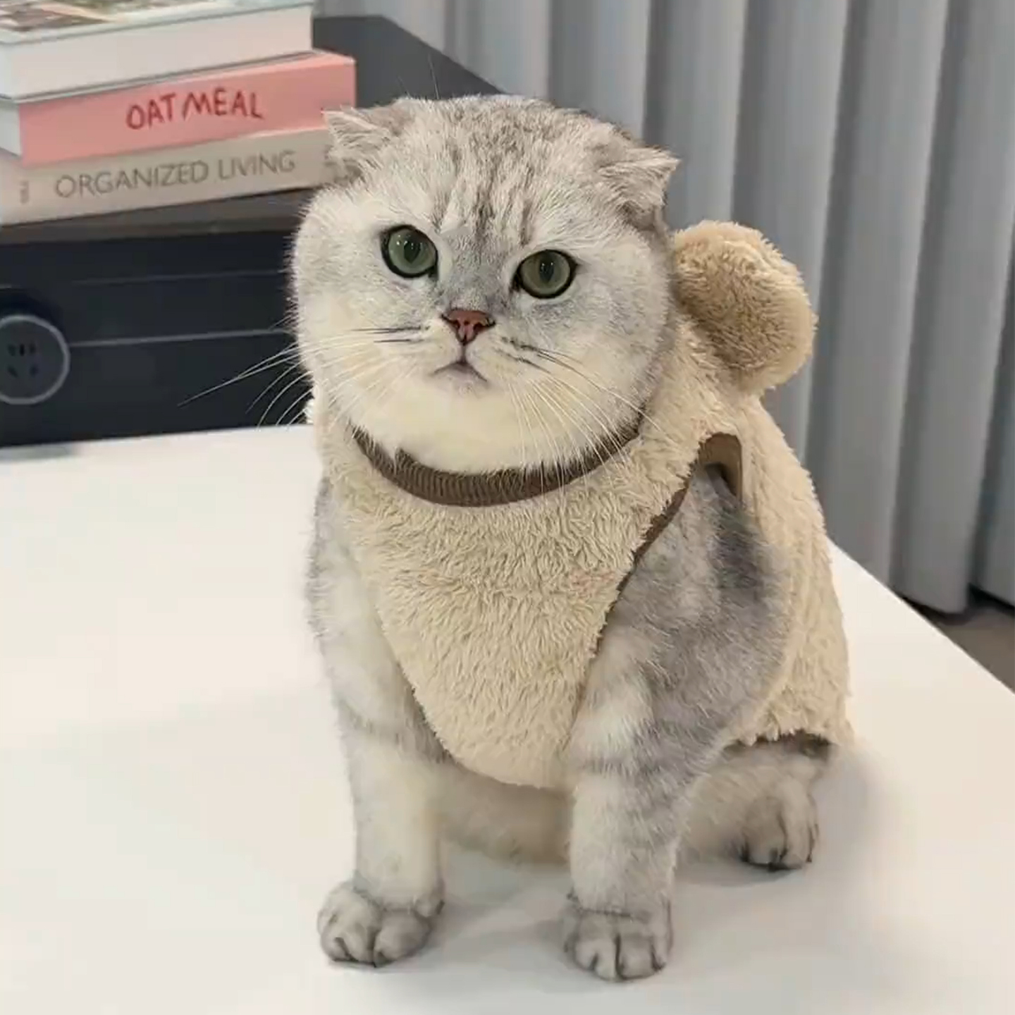 【萌宠OOTD】卡通小熊加绒背心