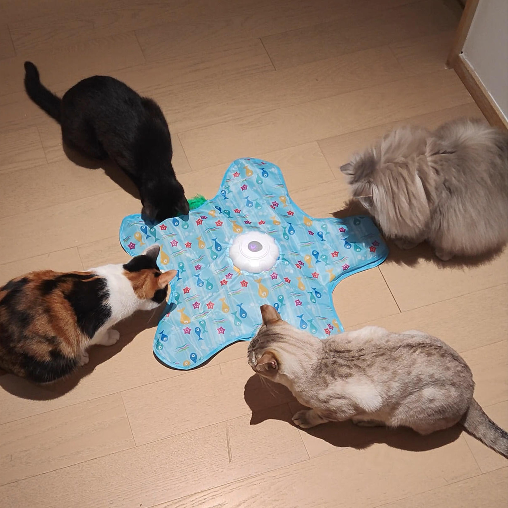 五角星猫玩具电动猫咪捕猎毯自嗨解闷神器逗猫棒消耗体力游戏罩