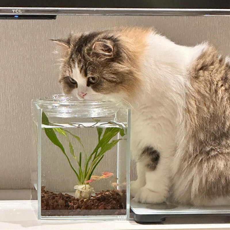 鱼缸猫碗猫咪骗水神器餐盘大口径水碗保护颈椎斗鱼缸客厅2025新款