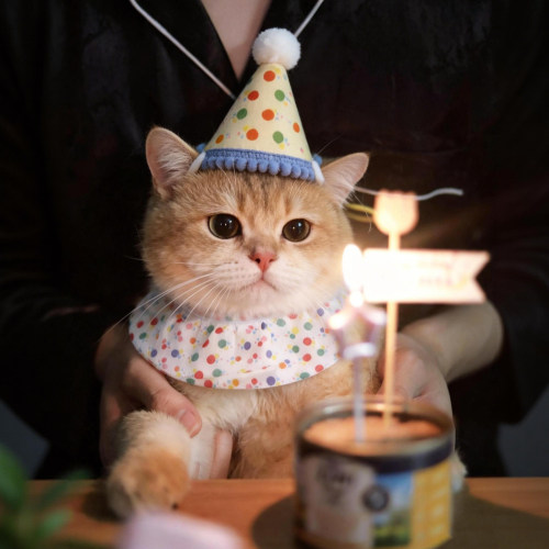 【萌宠OOTD】宠物生日氛围感套装
