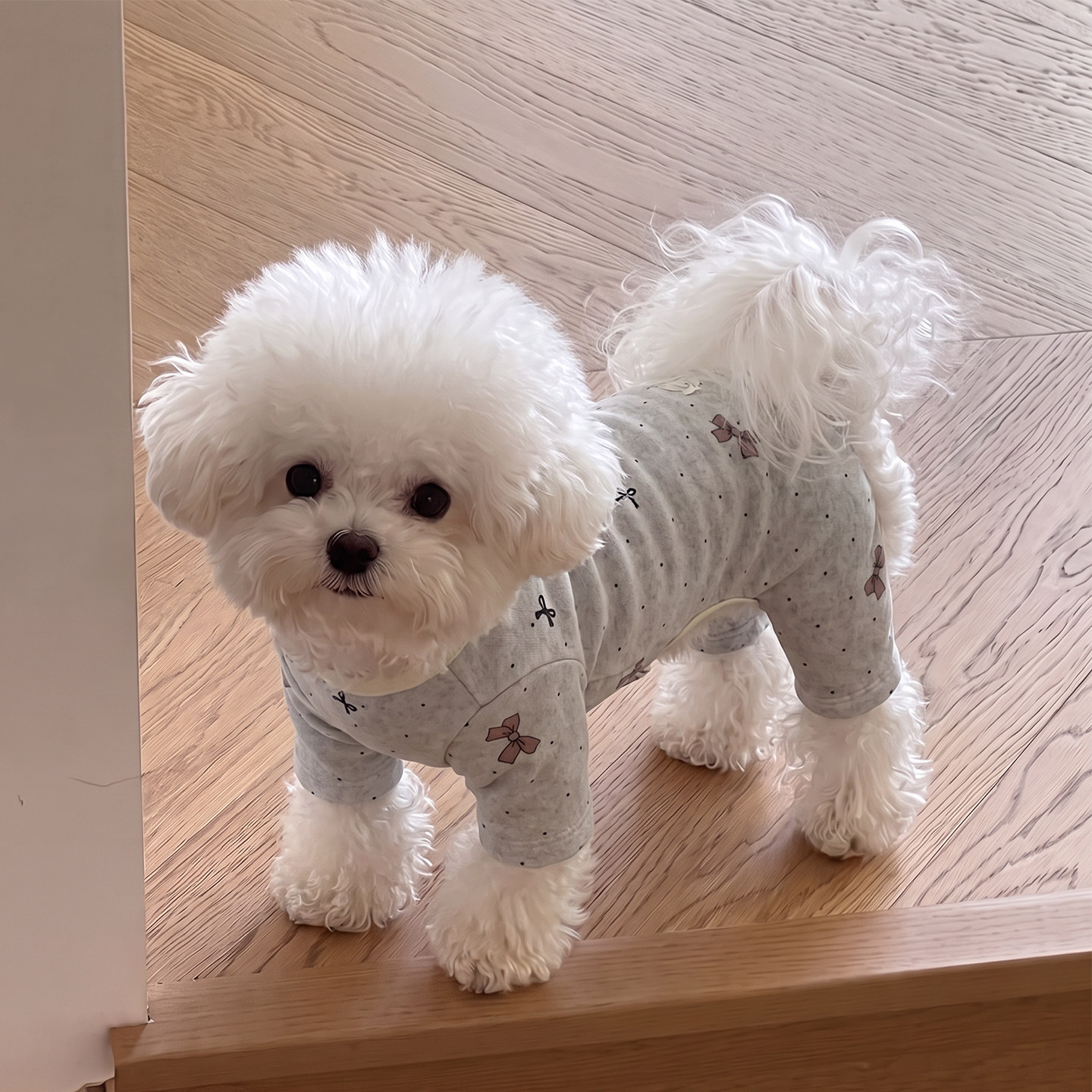 狗狗衣服冬装加厚保暖小型犬比熊泰迪雪纳瑞猫四脚衣宠物2026新款