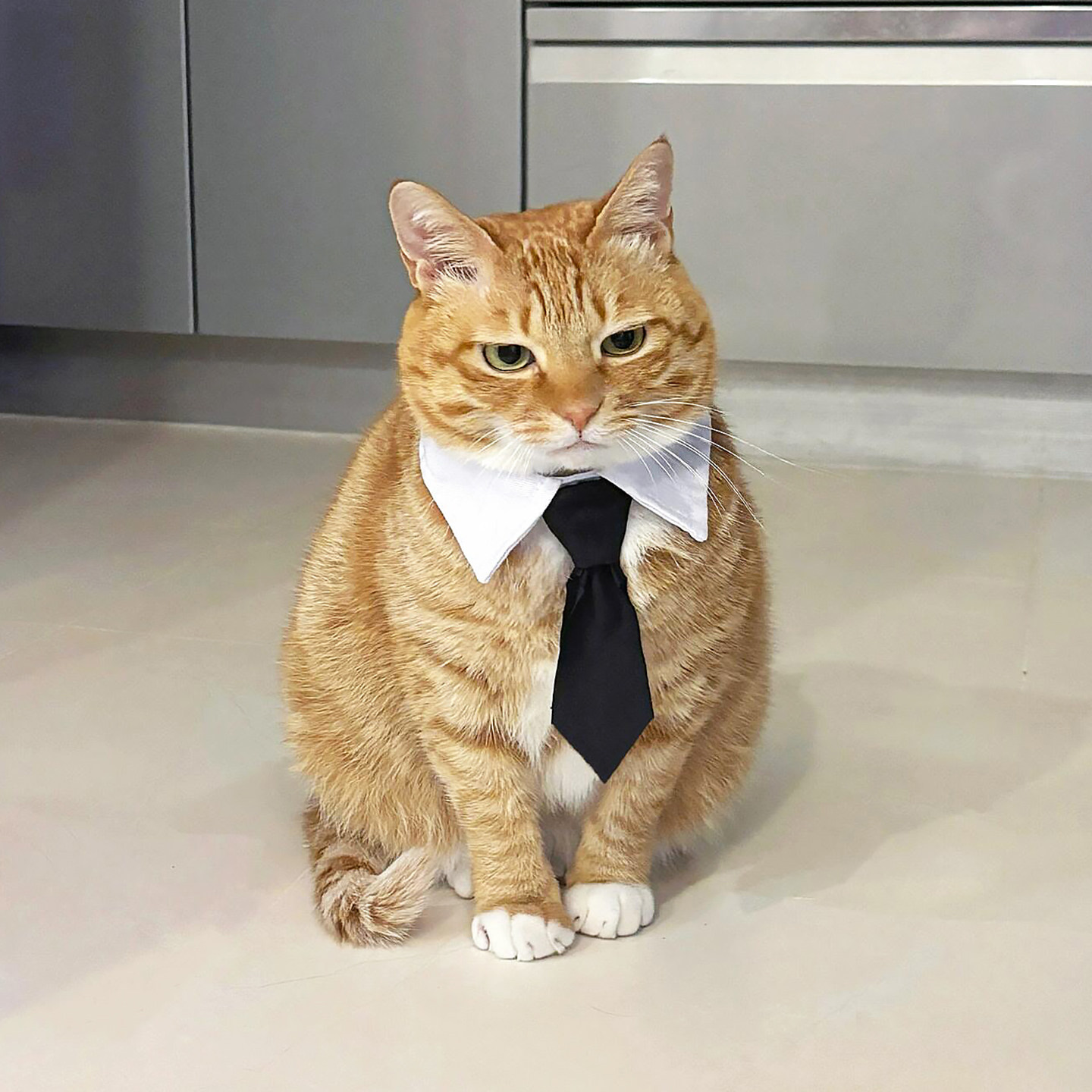 猫咪围脖西装领带宠物假领子蝴蝶结狗狗围兜小型犬领结泰迪柯基