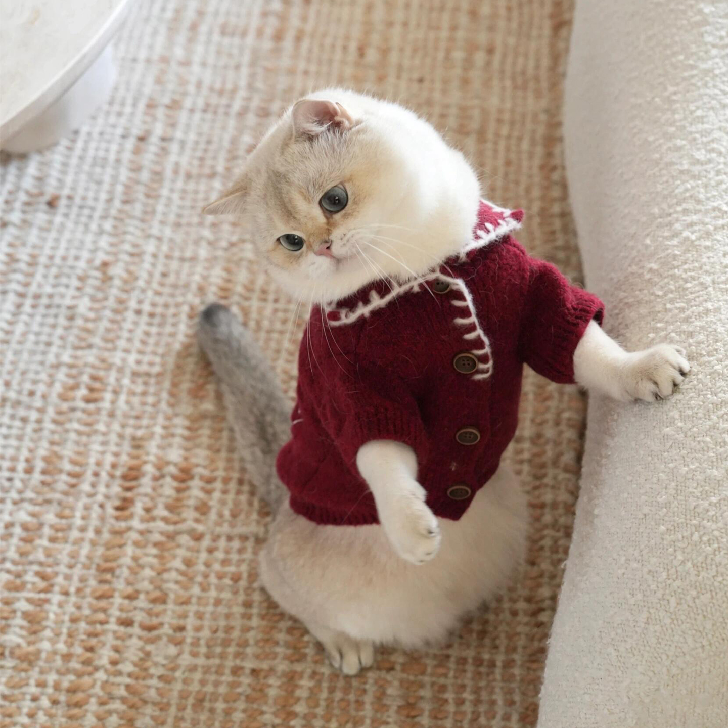 【萌宠OOTD】猫咪狗狗红色毛衣