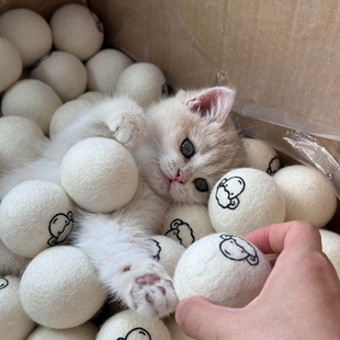 猫玩具自嗨解闷神器静音羊毛球猫咪追逐猎物球啃咬洁齿幼猫磨牙
