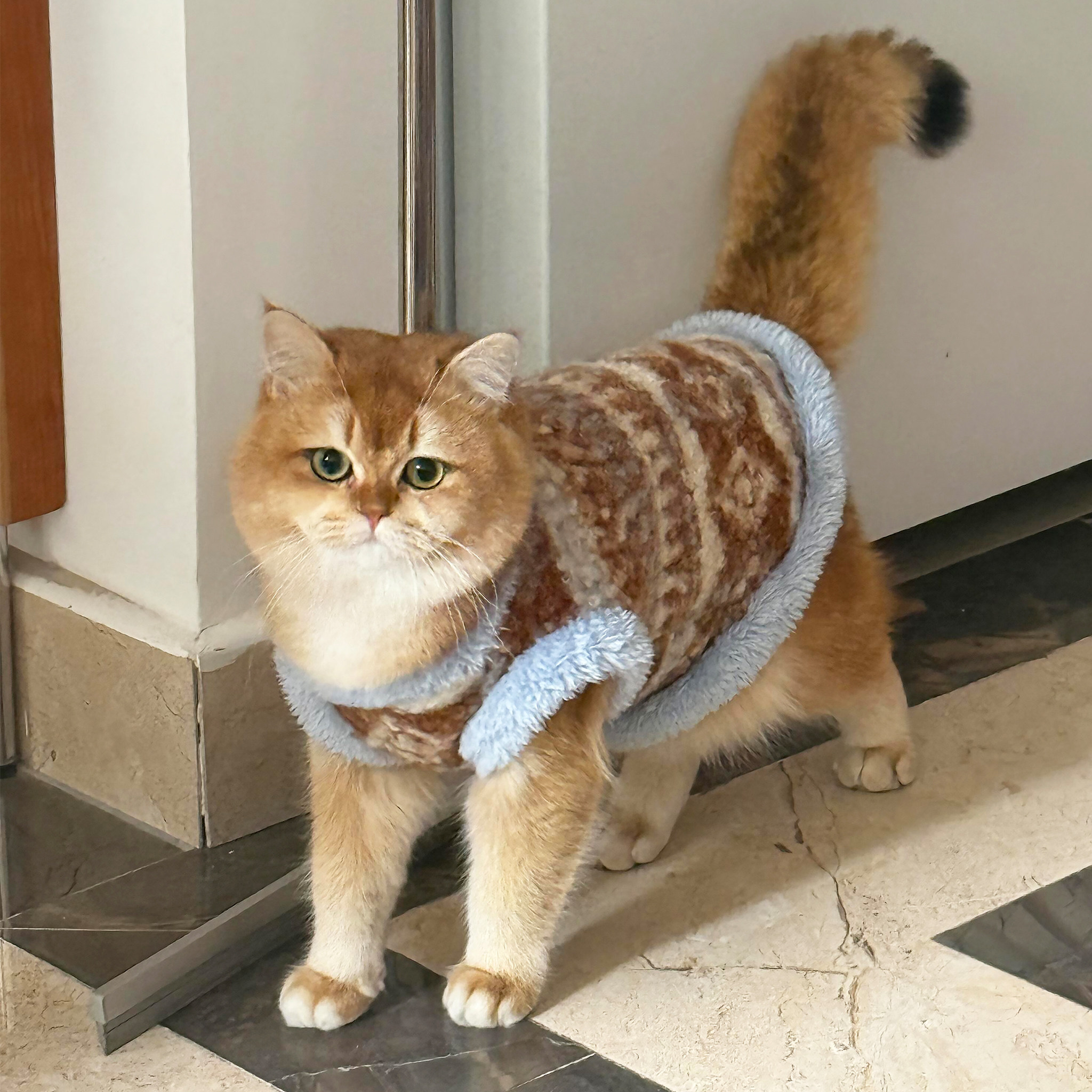 费尔岛猫咪衣服冬装保暖绒衣狗狗背心加绒宠物马甲小型犬泰迪比熊,宠物/宠物食品及用品,猫宠物服装/雨衣（新）,淘宝优惠券,粉丝福利购,淘宝优惠卷