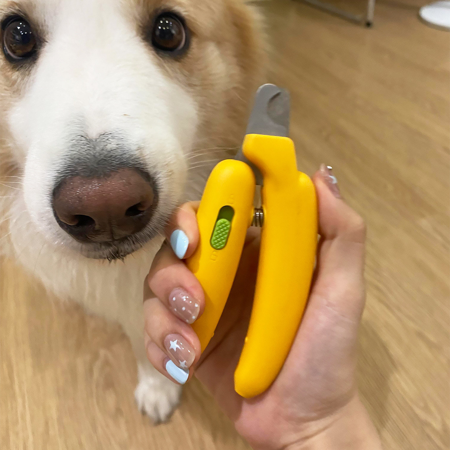 宠物指甲剪香蕉形猫咪狗狗指甲钳防出血不劈甲磨甲器大中小型犬,宠物/宠物食品及用品,指甲剪,淘宝优惠券,粉丝福利购,淘宝优惠卷