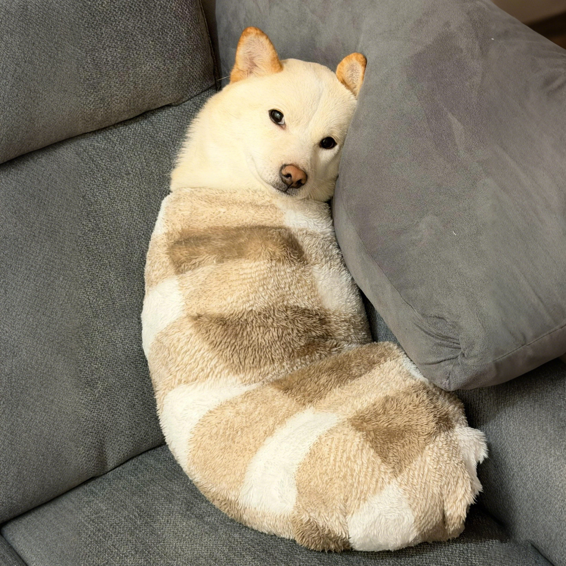 猫咪毯子奶油风格子盖毯宠物毛毯双面法兰绒睡垫狗狗小被子小型犬,宠物/宠物食品及用品,猫狗垫子,淘宝优惠券,粉丝福利购,淘宝优惠卷