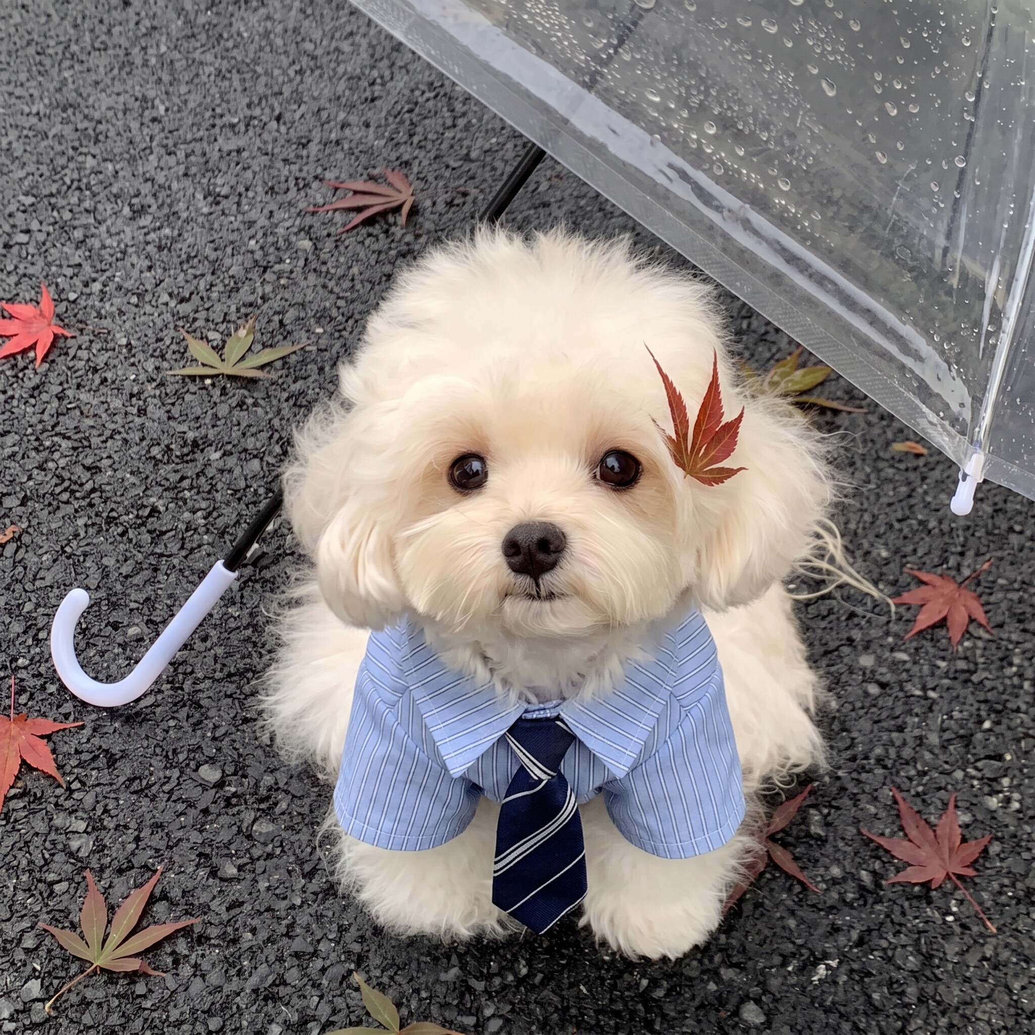宠物小狗狗衣服猫咪衬衫领带小型犬雪纳瑞泰迪约克夏衣服夏季薄款
