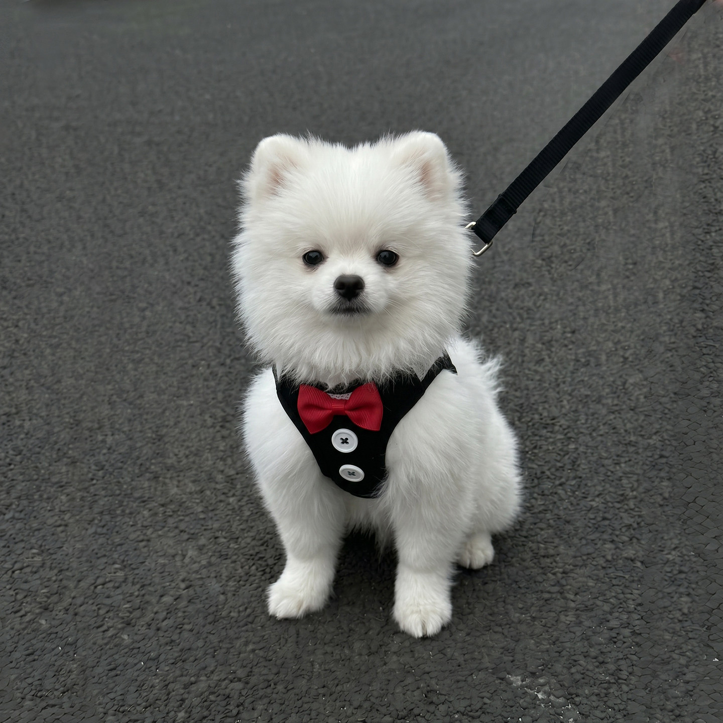 狗狗牵引绳宠物胸背带背心式小型犬比熊泰迪蝴蝶结晚礼服遛狗绳