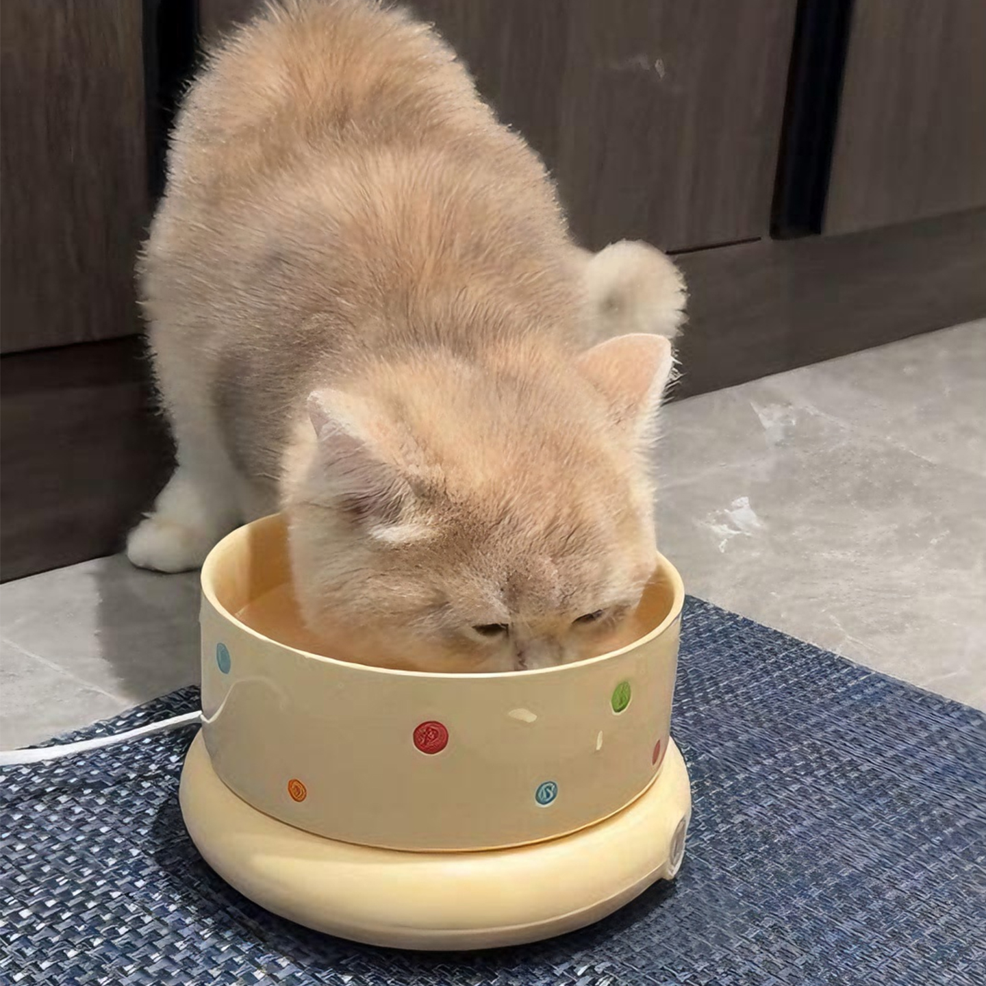 猫咪恒温水碗陶瓷放黑下巴猫食盆