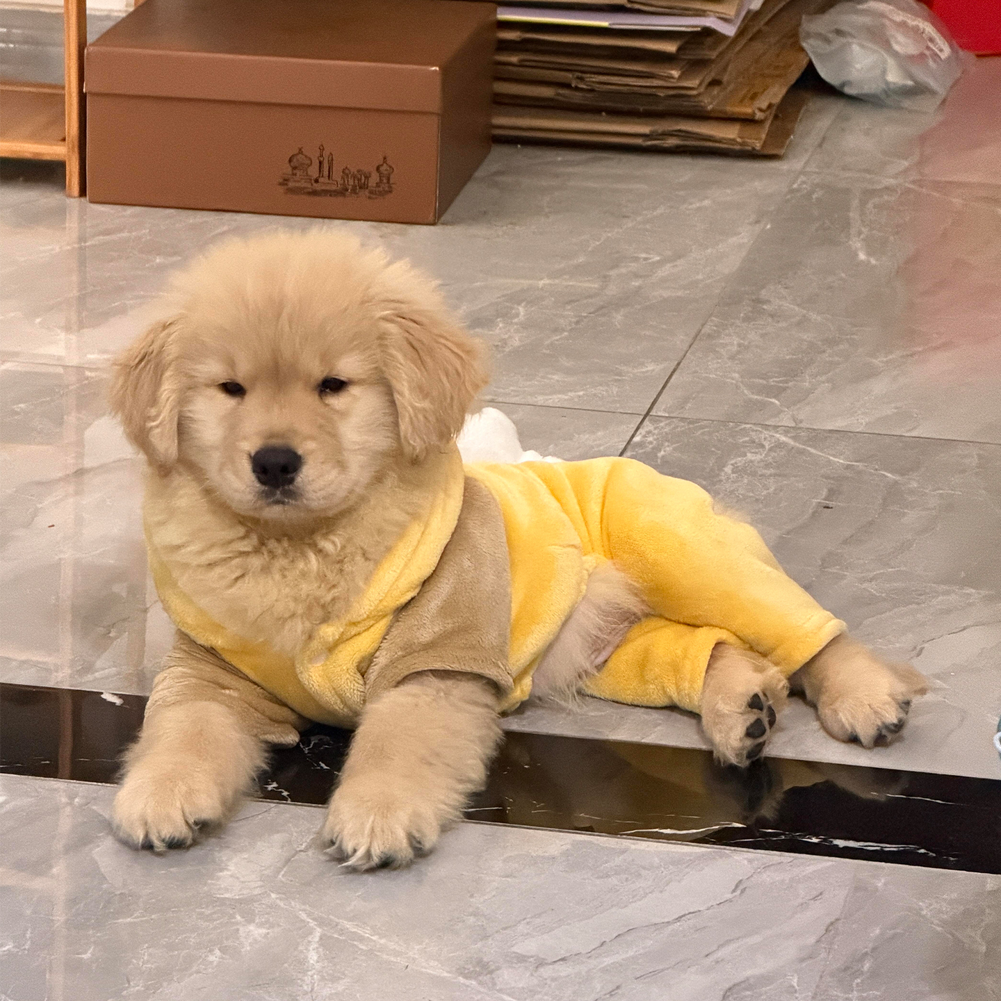 【萌宠出街好物】蜜蜂装扮四脚衣