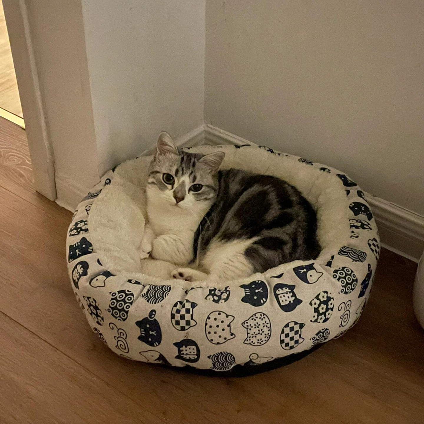 宠物圆形猫窝封闭式安全感冬天保暖四季通用猫床小型犬狗窝垫子,宠物/宠物食品及用品,猫窝/屋/帐篷/沙发,淘宝优惠券,粉丝福利购,淘宝优惠卷