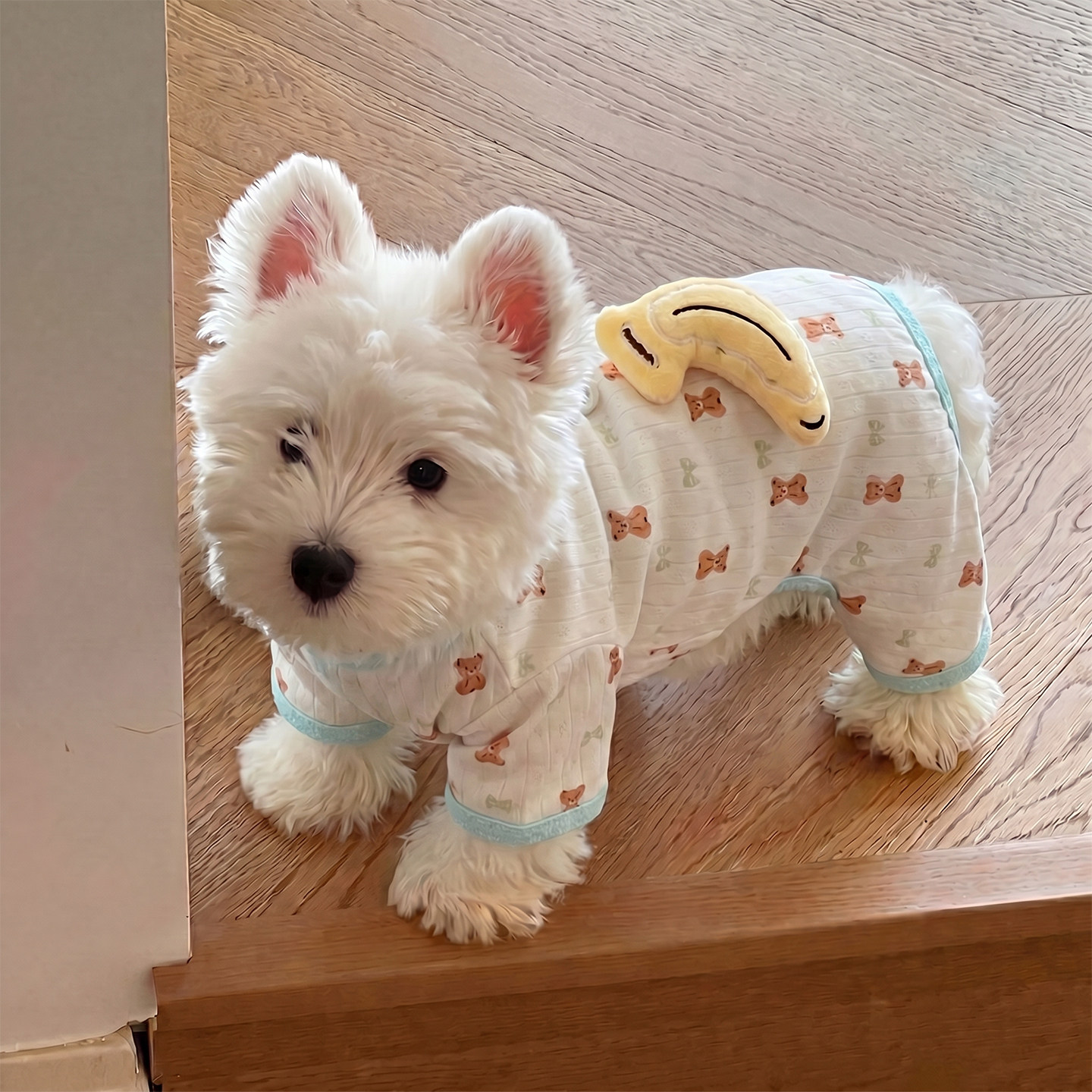 猫咪狗狗居家服，软糯亲肤超好穿图片