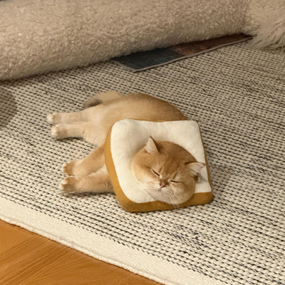 吐司面包伊丽莎白圈猫咪绝育圈