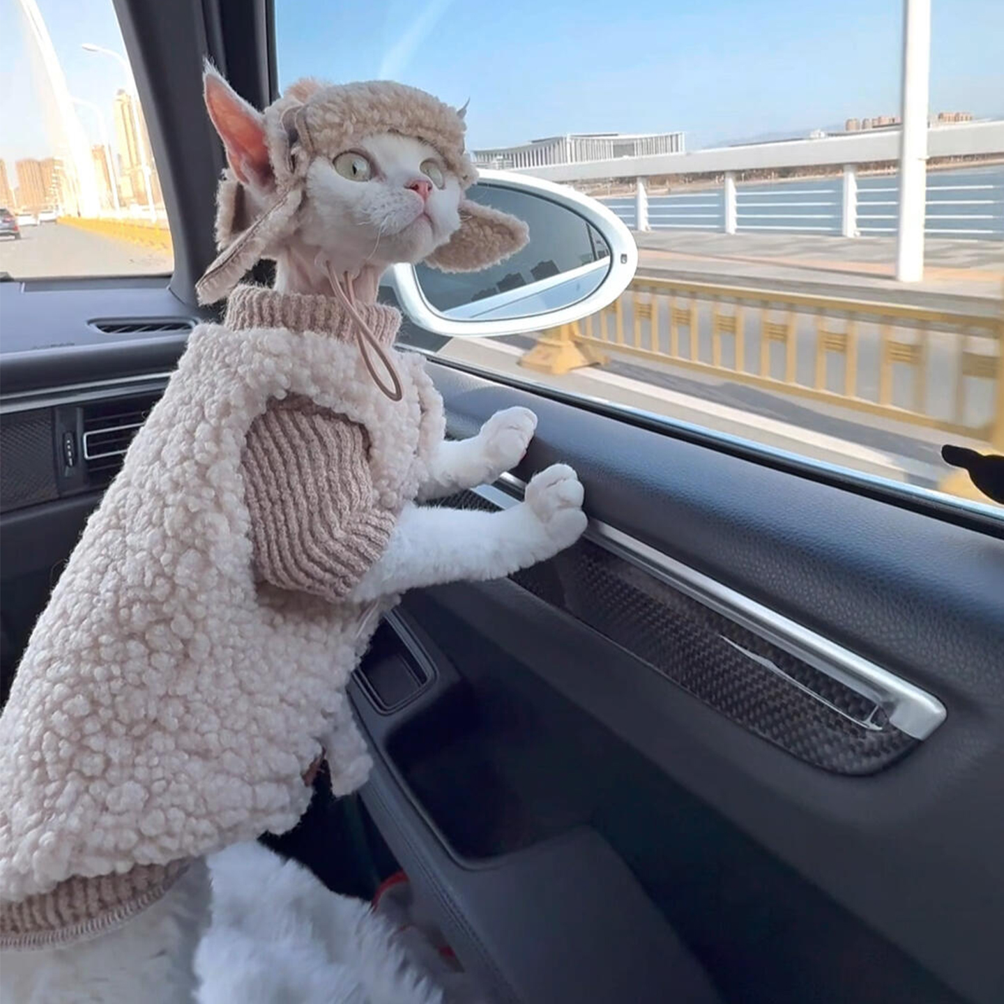 【萌宠OOTD】德文猫咪衣衣服马甲