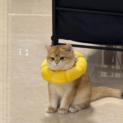 宠物伊丽莎白圈软头套项圈脖圈