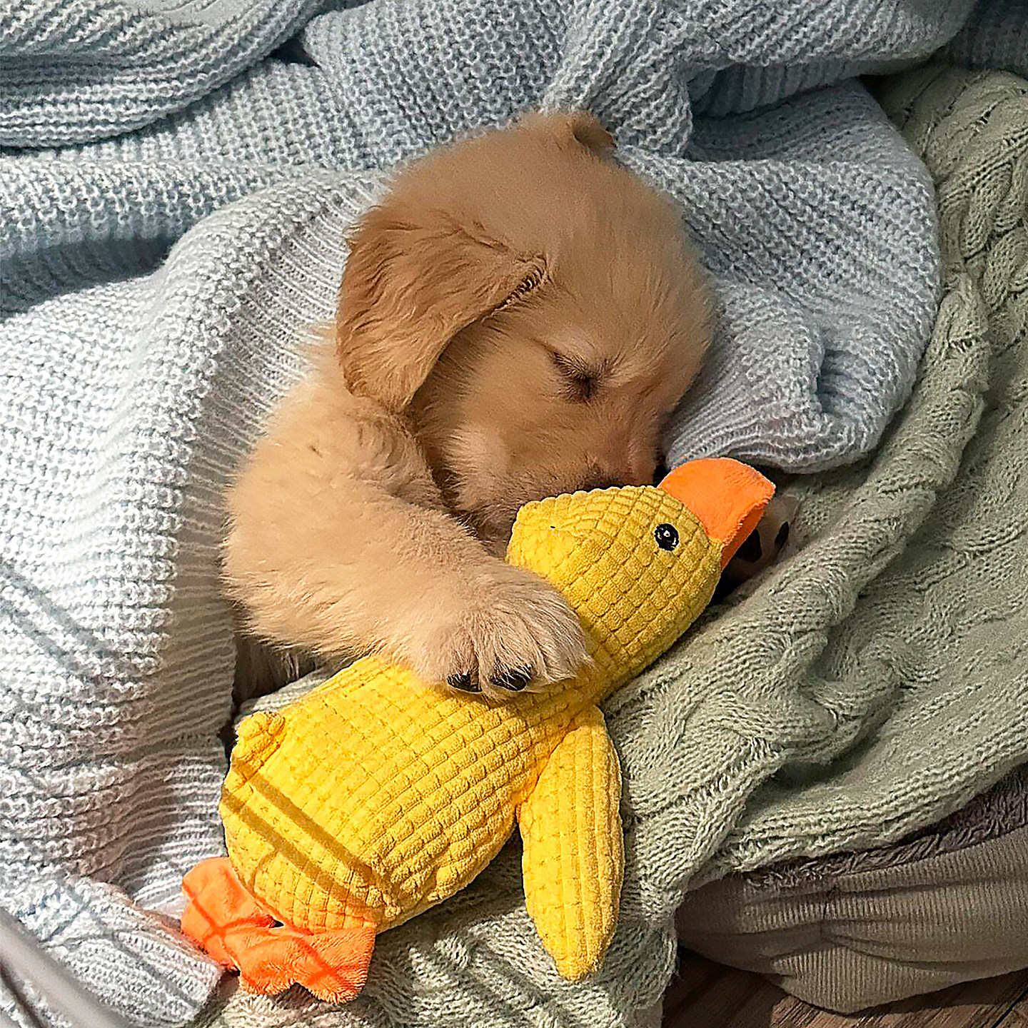 狗狗发声玩具抽象小黄鸭毛绒玩偶陪伴鸭耐咬自嗨宠物公仔小型犬,宠物/宠物食品及用品,发声玩具,淘宝优惠券,粉丝福利购,淘宝优惠卷