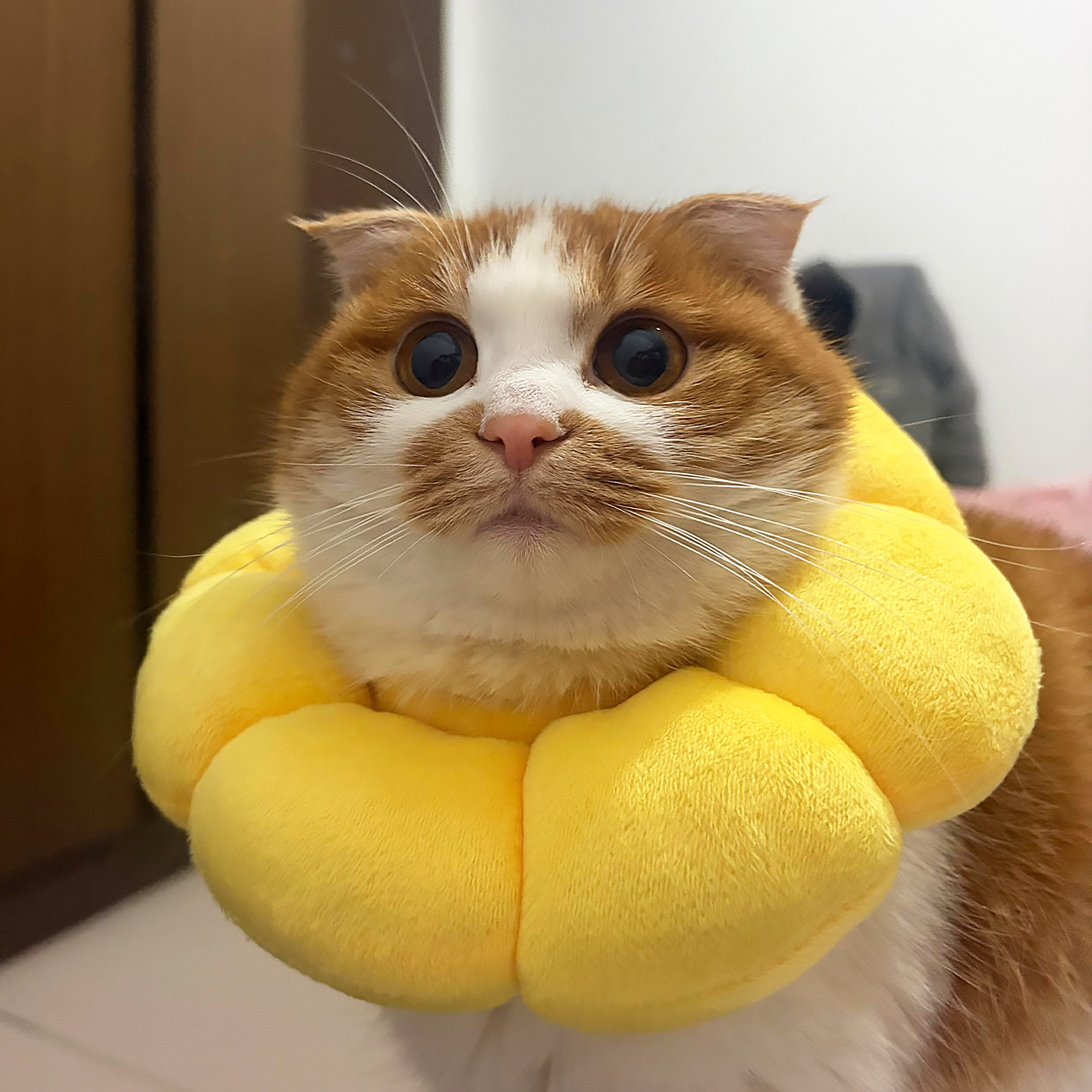 伊丽莎白圈猫咪围脖宠物脖圈毛绒项圈防舔绝育头套狗狗防抓脖套,宠物/宠物食品及用品,宠物伊丽莎白圈,淘宝优惠券,粉丝福利购,淘宝优惠卷