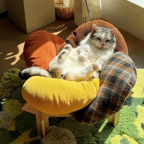 宠物专属小沙发！猫狗超爱躺！