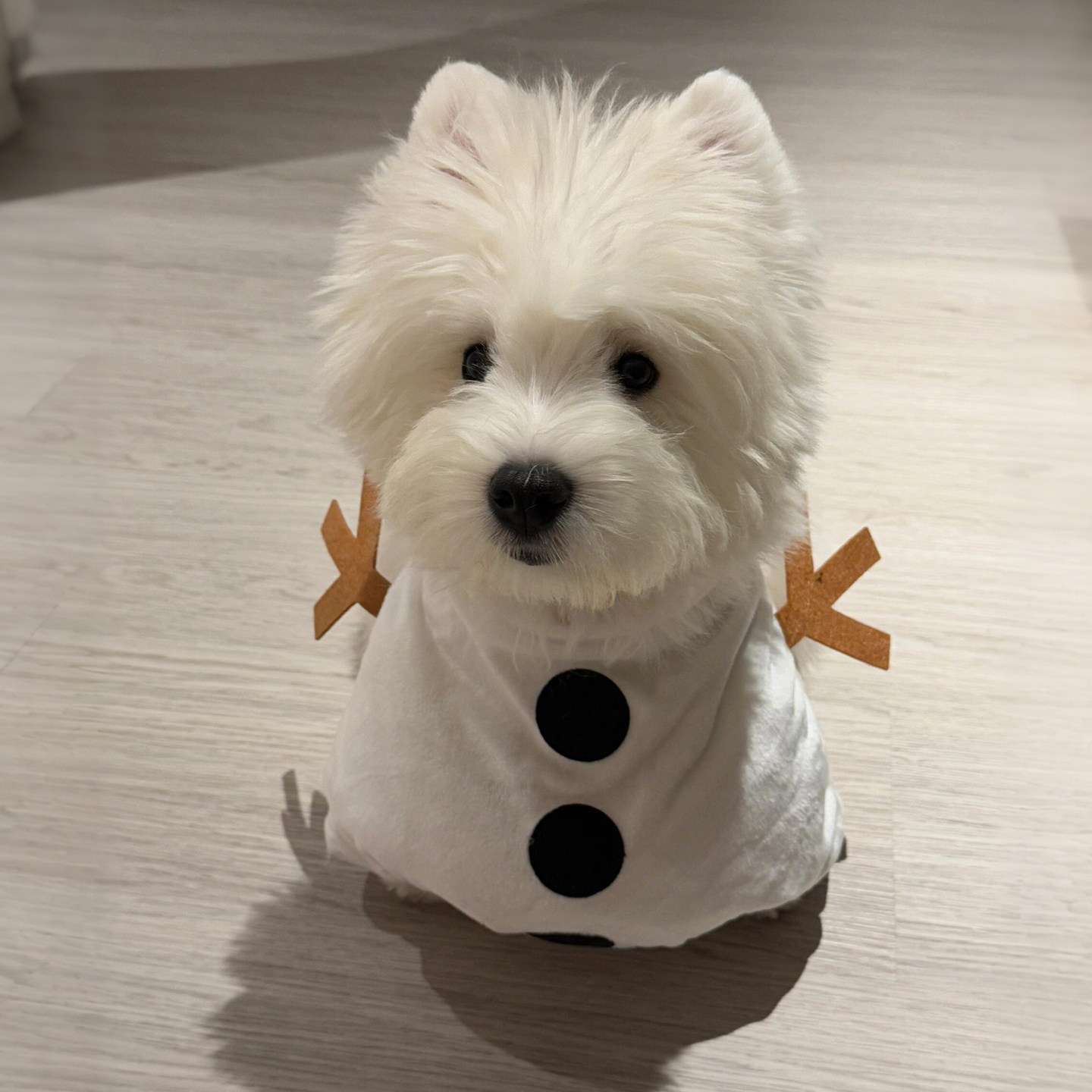 宠物圣诞节圣诞老人雪人直立服装小型犬猫咪狗狗衣服节日拍照道具,宠物/宠物食品及用品,狗宠物服装/雨衣,淘宝优惠券,粉丝福利购,淘宝优惠卷