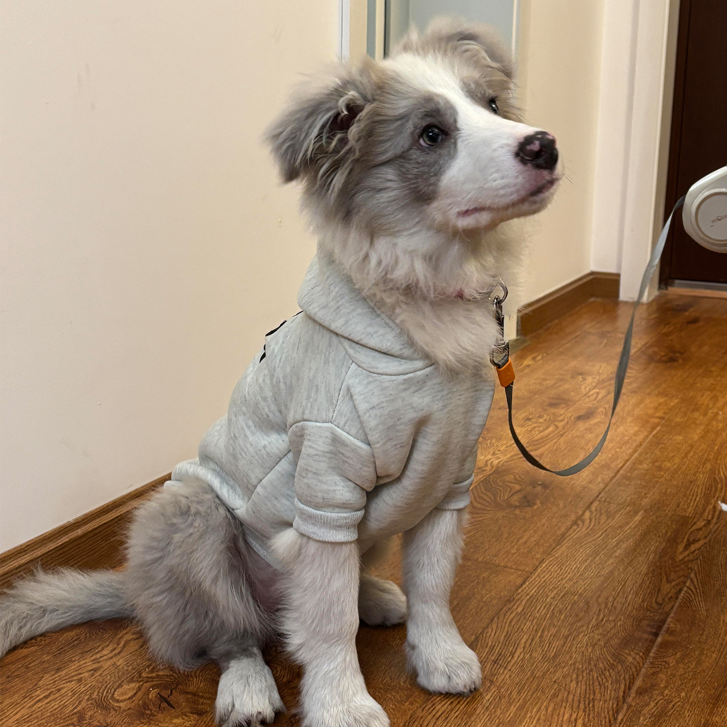 【萌宠OOTD】狗狗衣服连帽卫衣