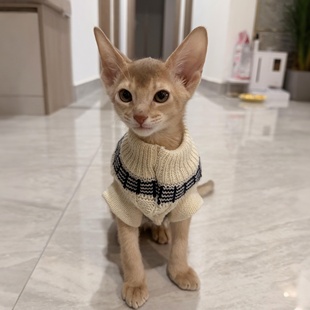 费尔岛毛衣猫咪衣服冬季保暖小型犬比熊狗狗阿比西尼亚猫两脚衣