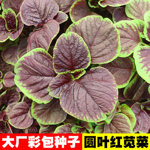 [耐热耐旱]苋菜种子大全