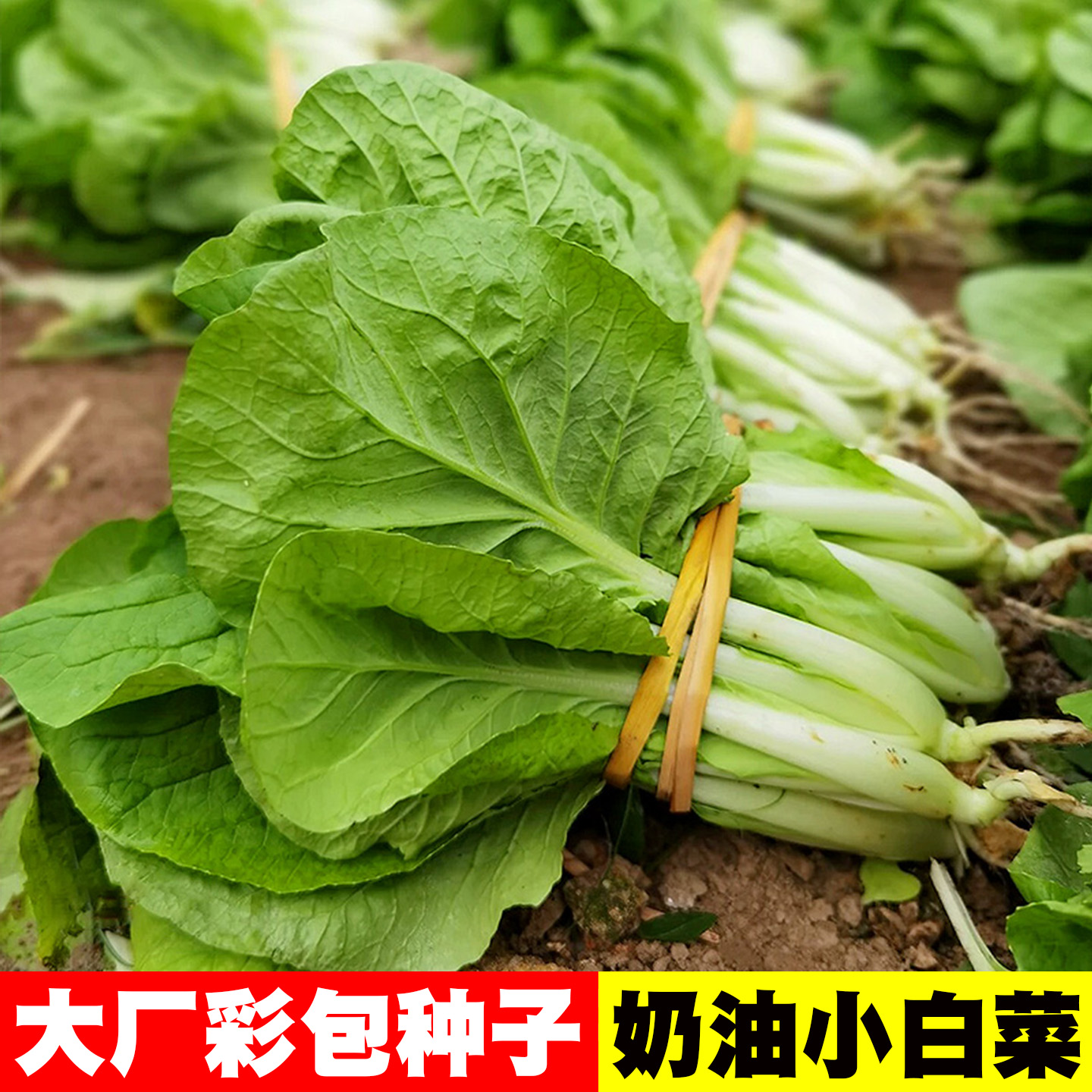 [20天可采收]奶油速生小白菜种子