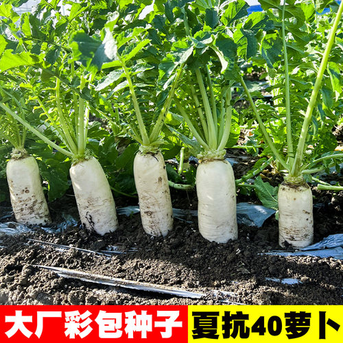 [各种萝卜种子大全]白青红圆都有