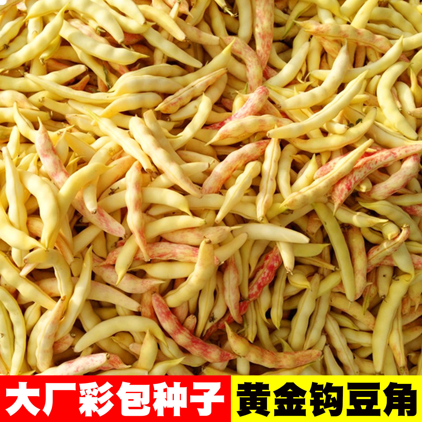 东北油豆黄金钩豆角种子