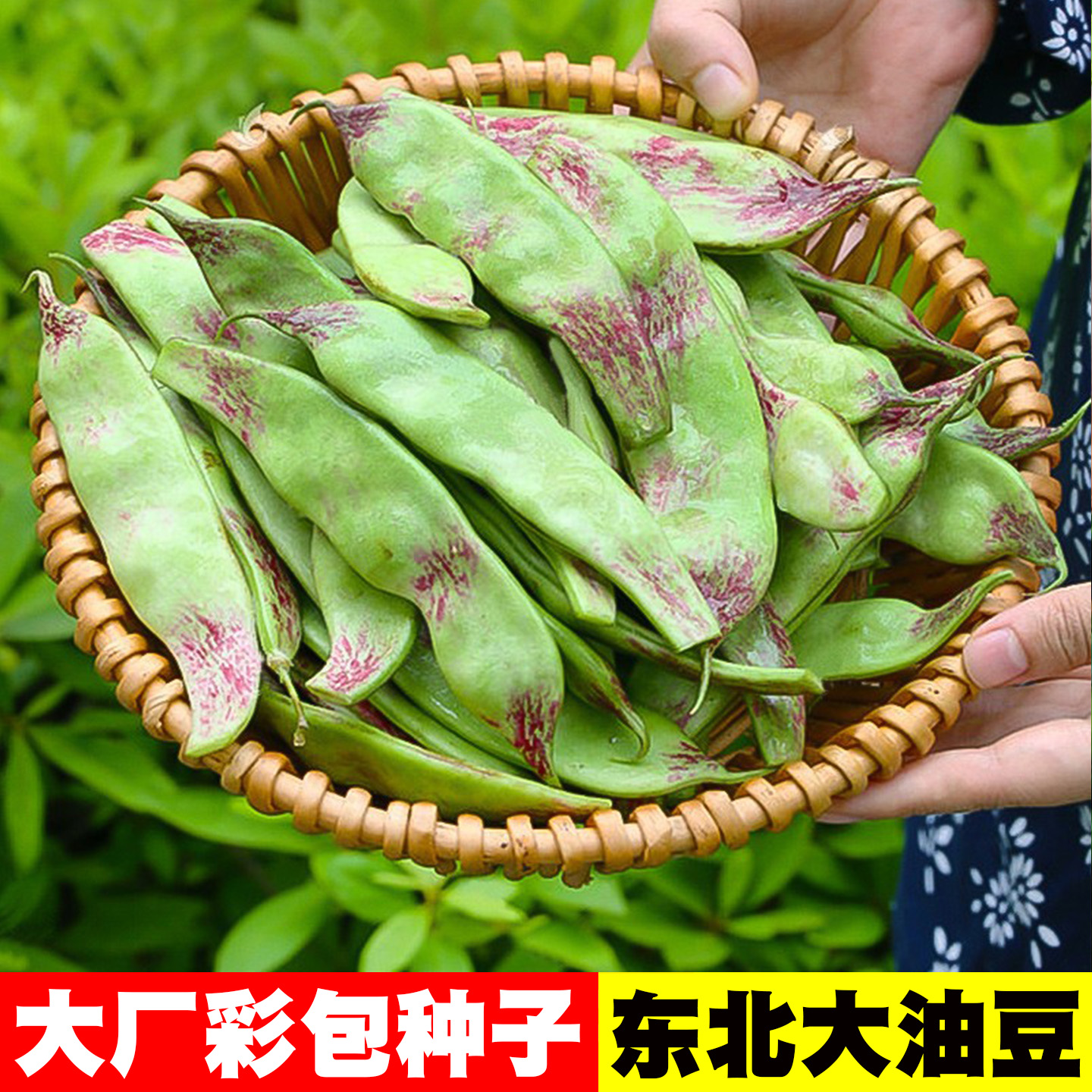 [红花大马掌]东北大油豆种子
