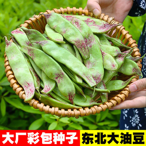 [红花大马掌]东北大油豆种子