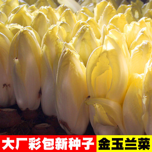 欧洲菊苣金玉兰菜种子