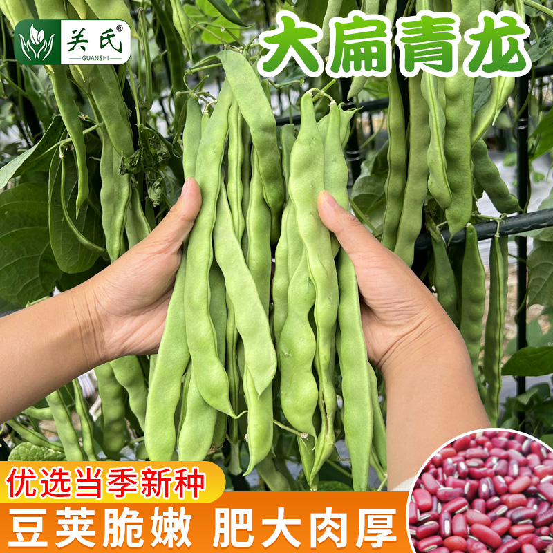 大扁青龙芸豆种子四季高产