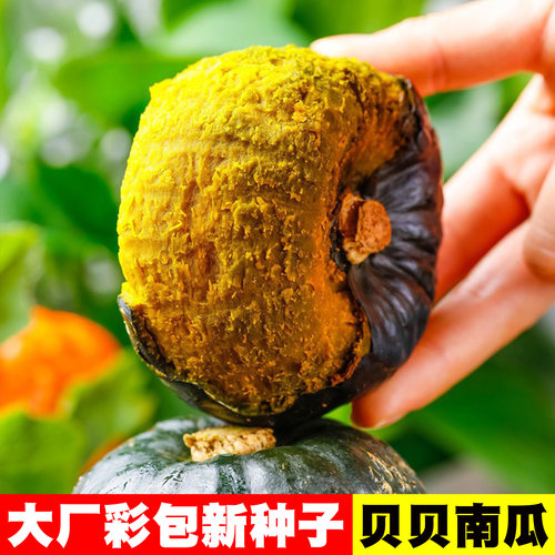 [南瓜种子大全]各种南瓜种子