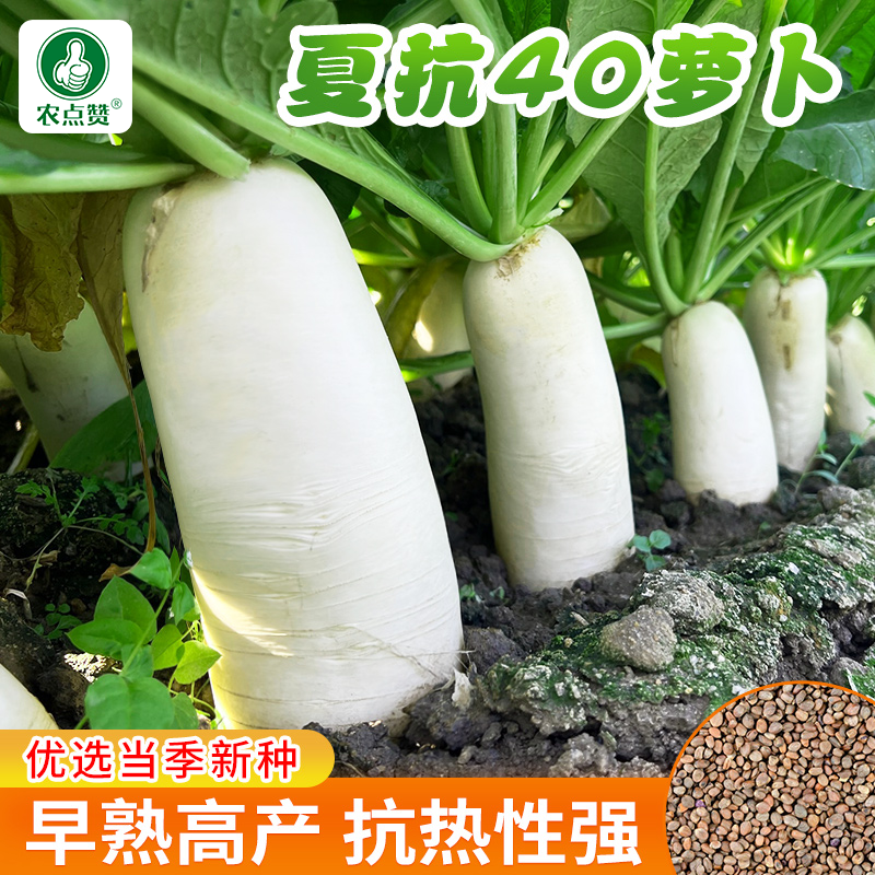 [抗热40度]适合夏天种的萝卜种子