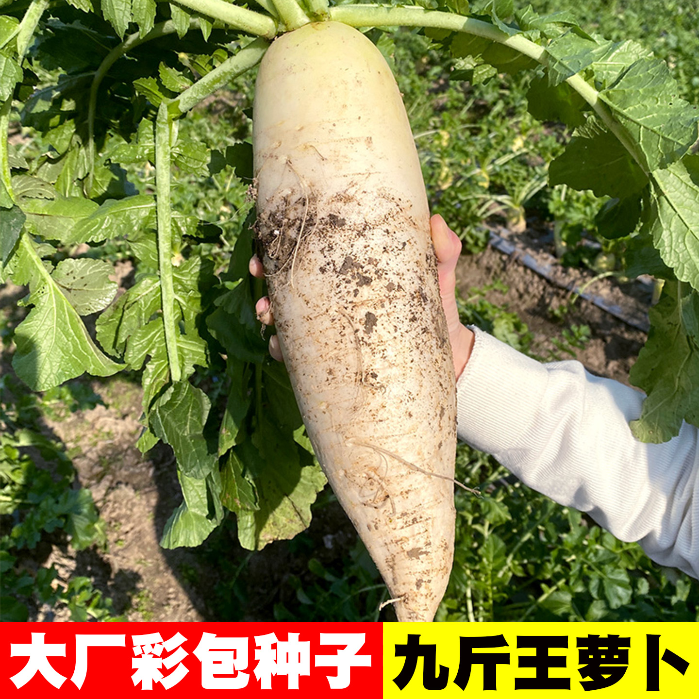 [各种萝卜种子大全]白青红圆都有