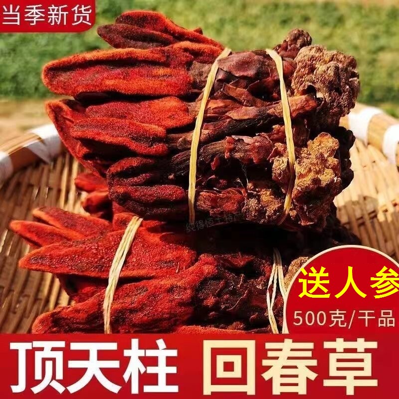 云南正宗回春草500g克不老草起阳草泡酒泡茶发批男性滋补泡酒料