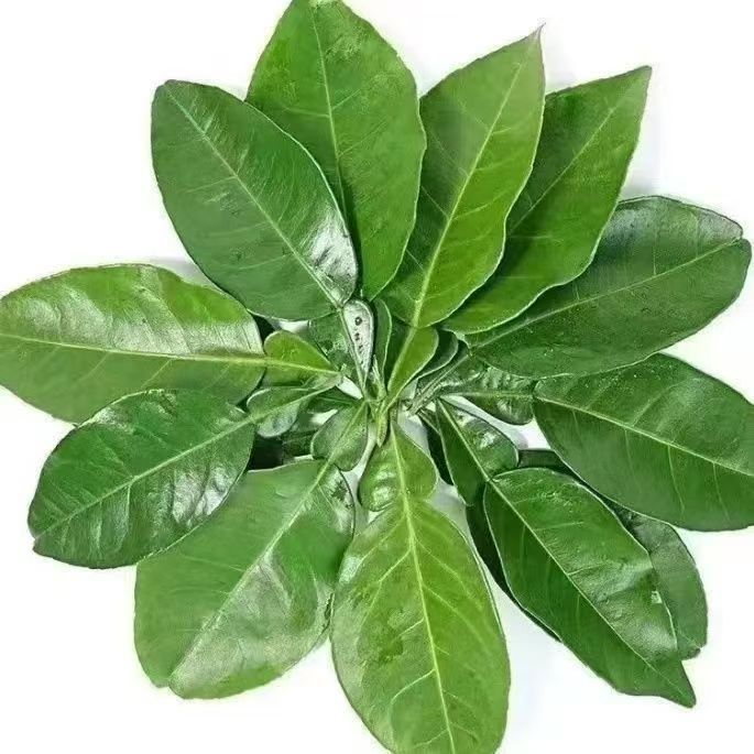 去晦气专用柚子叶沐浴出狱拘留所